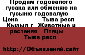 Продам годовалого гусака или обменяю на гусыню годовалую › Цена ­ 2 500 - Тыва респ., Кызыл г. Животные и растения » Птицы   . Тыва респ.